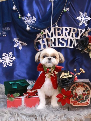 20251204あずきちゃん