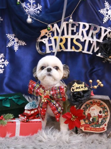 20251204こむぎちゃん