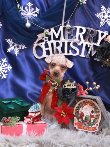 20251204もかちゃん