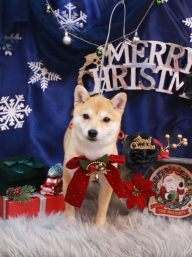 20251204春ちゃん