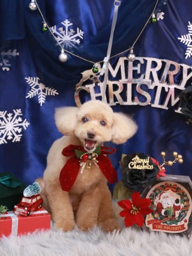 20251204モンチちゃん