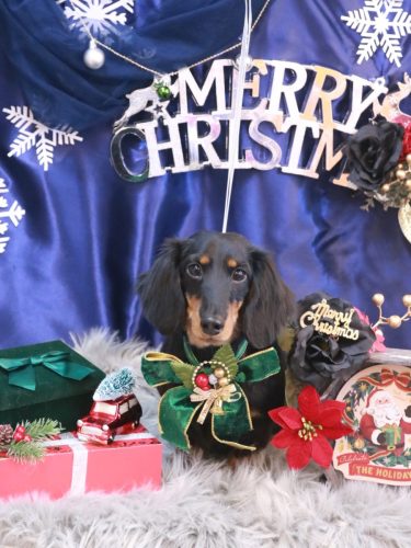 20251204ロブくん