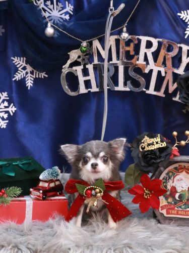 20251205ブルーちゃん