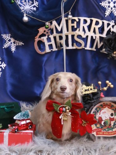 20251205ぺこちゃん