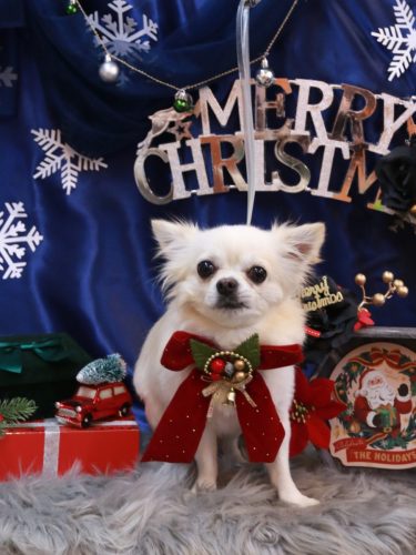 20251205ぽんちくん