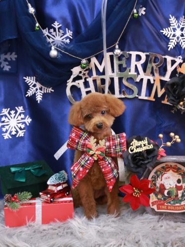 20251205アニーちゃん