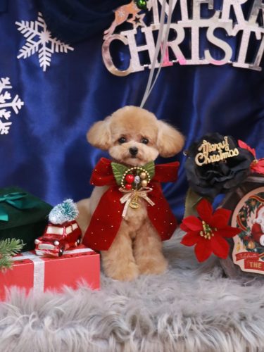 20251206あむちゃん