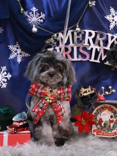 20251206うにちゃん