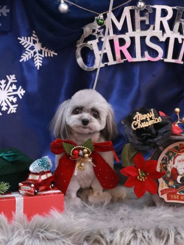 20251206べにちゃん