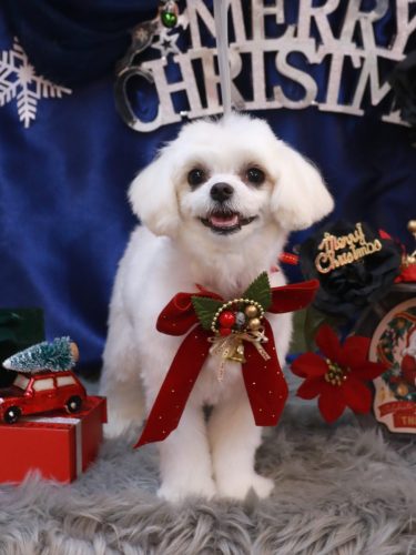 20251206ぽてちゃん