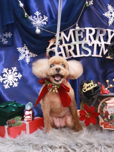 20251206フーちゃん