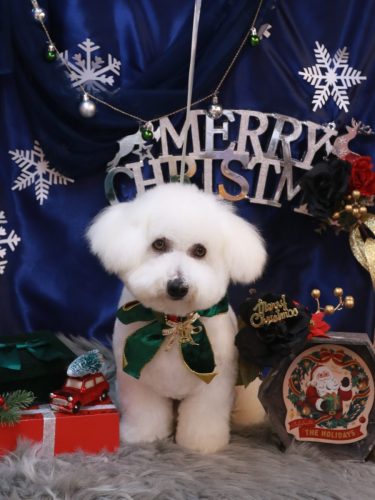 20251206にこくん