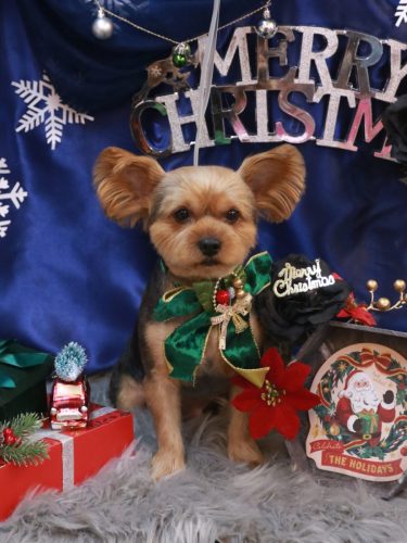 20251206ショーンくん