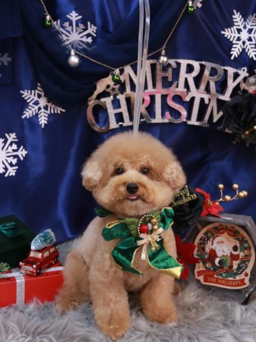 20251206かんたくん