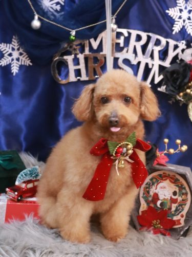 20251207チョコちゃん