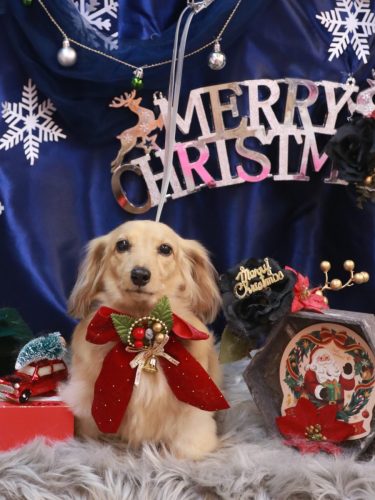 20251207モカちゃん