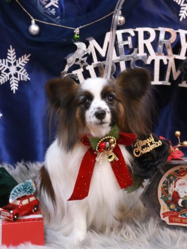 20251207マリーちゃん