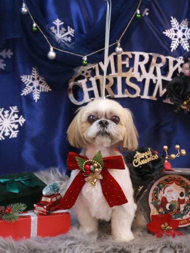 20251207ちょびくん