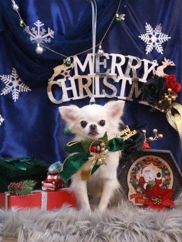 20251207りゅうくん