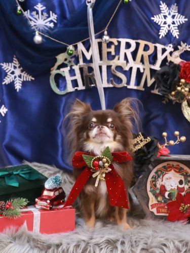 20251207チロルくん