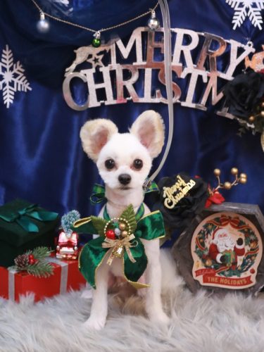 20251209まろくん