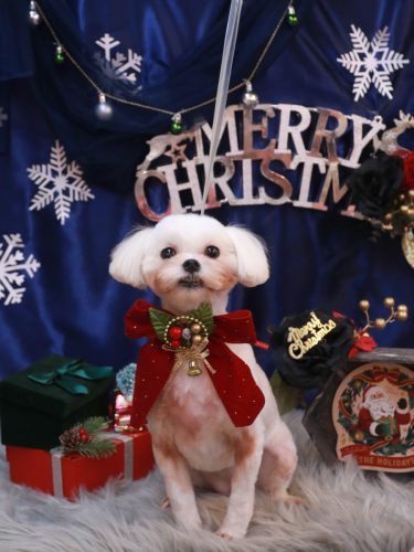 20251209トルちゃん