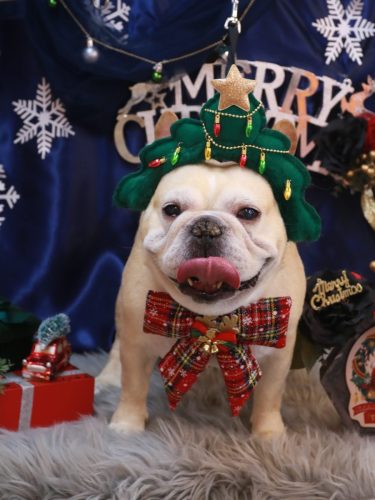 20251209こてつくん