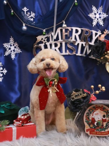 20251209めるちゃん