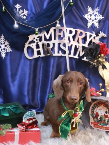 20251209チョペくん