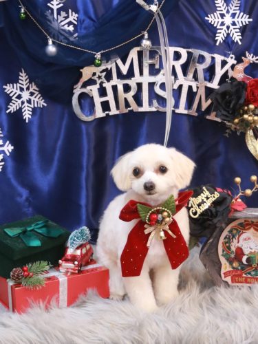 20251209チプレちゃん