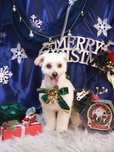 20251209ルッカくん