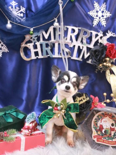 20251210ロミオくん 