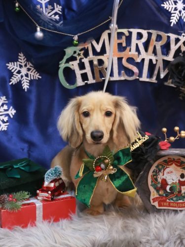 20251210レオくん