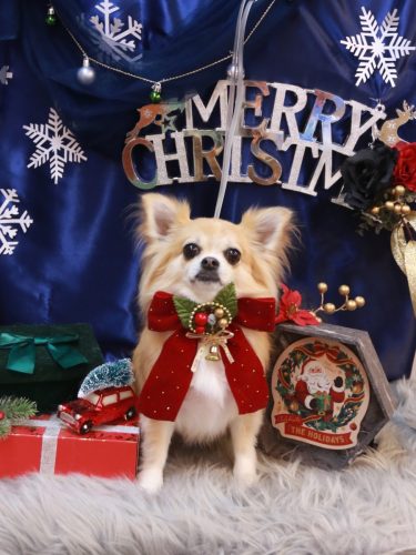 20251210りるちゃん