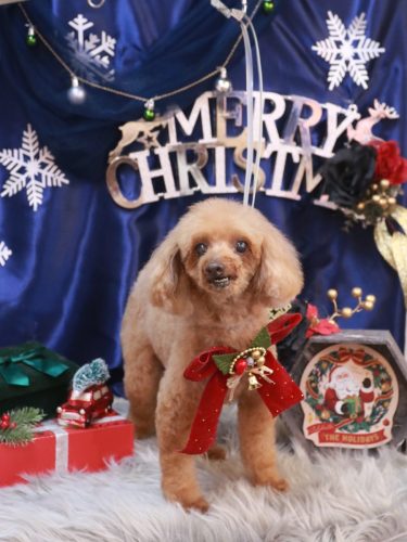 20251210ラムちゃん