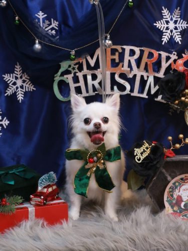 20251211シロくん