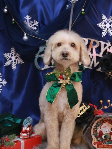 20251211アロマくん