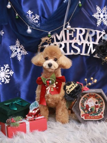 20251211むぎちゃん