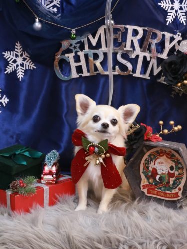 20251211ミルクちゃん