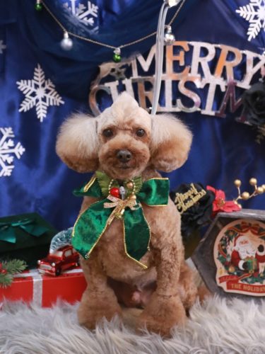 20251211くぅくん