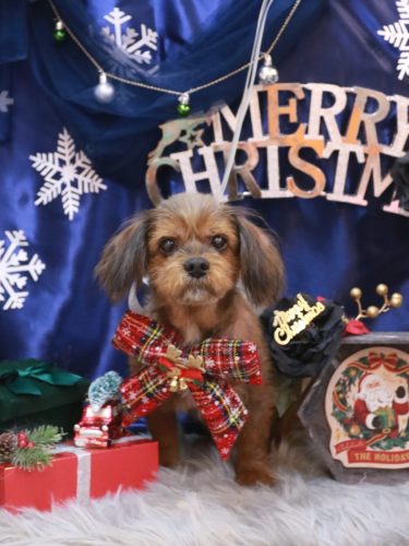 20251211あずきちゃん