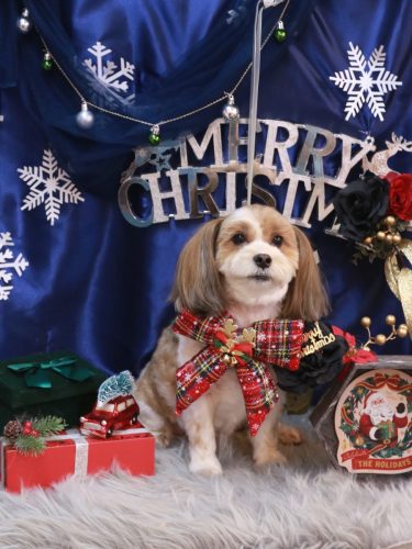 20251211メイちゃん