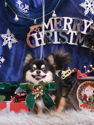 20251212ボスくん