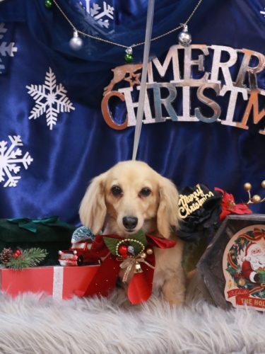 20251212こはるちゃん