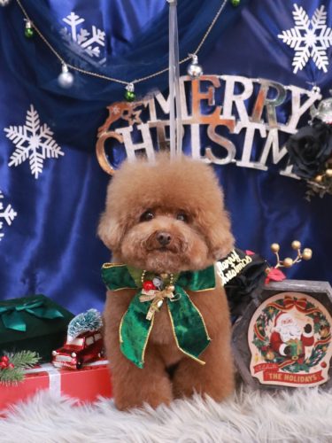 20251212てんくん