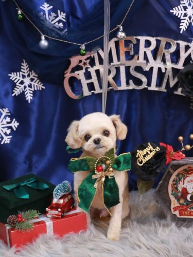 20251212だいくん