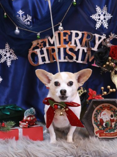 20251212うにちゃん