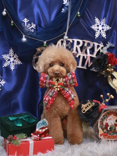 20251213ろこちゃん