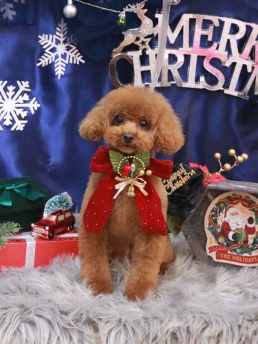 20251213モコちゃん