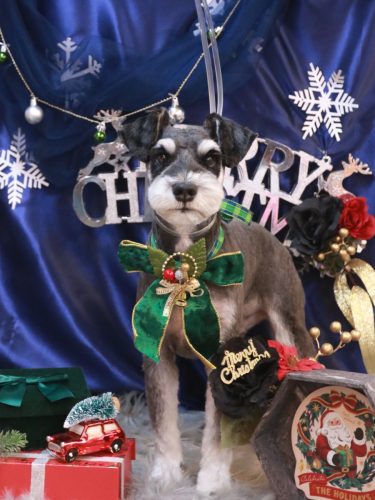 20251213ココくん